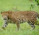 Five-year-old boy mauled to death by leopard in TN's Valparai