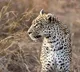 Tamil Nadu Leopard Kills 5 Year Old Saiful in Coimbatore District
