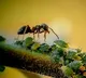 Ants Signal to be Killed to Protect Colony