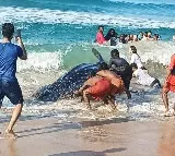 13-foot whale shark rescued in Kollam in Kerala's 50th coastal rescue effort