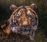 Ganesh Naik suggests releasing goats into forests to stop leopard attacks