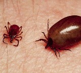 Scrub Typhus Outbreak Andhra Pradesh Government Response