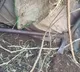 Alluri District Wife Attacks Husband with Axe After Phone Argument