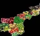 Andhra Pradesh Tops in Fruit and Fish Production RBI Report