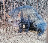 Rare Civet Cat Rescued in Karimnagar Shifted to Deer Park