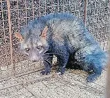 Rare Civet Cat Rescued in Karimnagar Shifted to Deer Park