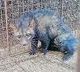 Rare Civet Cat Rescued in Karimnagar Shifted to Deer Park