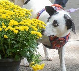 Woman Sues IRS to Declare Pet Dog a Dependent in US