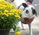 Woman Sues IRS to Declare Pet Dog a Dependent in US