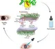 Indian researchers develop new peptide therapy to treat eye infections