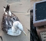 China Academy of Sciences GPS Tracker Found on Sea Bird in Karnataka