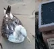 China Academy of Sciences GPS Tracker Found on Sea Bird in Karnataka