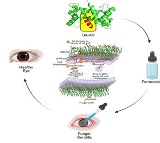 Indian researchers develop new peptide therapy to treat eye infections