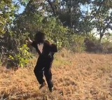 Sarpanch dresses as bear to chase away monkeys in village