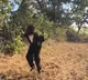Sarpanch dresses as bear to chase away monkeys in village