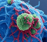 Indian scientists find missing link in bodys cells to boost therapies for Alzheimers cancer