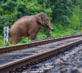 Seven elephants killed, calf injured after being hit by Rajdhani Express in Assam; several coaches derail