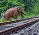 Seven elephants killed, calf injured after being hit by Rajdhani Express in Assam; several coaches derail