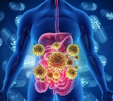 Turicibacter Bacteria Discovered by US Researchers for Weight Loss