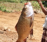 Giant Fish Caught by Tribals in Sileru River
