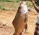 Giant Fish Caught by Tribals in Sileru River