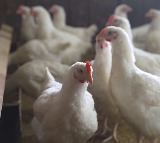 Japan confirms avian influenza outbreak in Kyoto