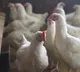 Japan confirms avian influenza outbreak in Kyoto