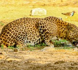 Leopard enters CRPF camp in Jammu Kashmir Anantnag injuries trooper