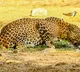 Leopard enters CRPF camp in Jammu Kashmir Anantnag injuries trooper