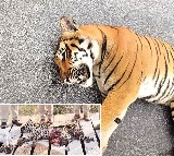 Andhra Pradesh Tiger Leopard Killed in Tragic Accidents Pawan Kalyan Orders Probe