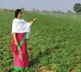 Paritala Sunitha Engaged in Agriculture in the Cold Weather