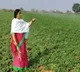 Paritala Sunitha Engaged in Agriculture in the Cold Weather