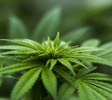 Himachal starts cultivation of industrial hemp