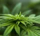 Himachal starts cultivation of industrial hemp