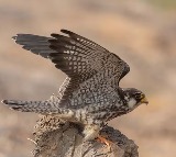 Amur Falcons Tiny Birds Fly 6100 km Non Stop Across Oceans