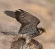 Amur Falcons Tiny Birds Fly 6100 km Non Stop Across Oceans