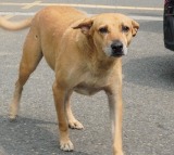 Indian Immunologicals denies Australias alert on fake antirabies vaccine in India