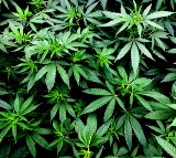 Himachal Pradesh Legalizes Hemp Cultivation Under Green to Gold Scheme