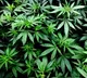 Himachal Pradesh Legalizes Hemp Cultivation Under Green to Gold Scheme