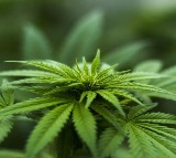 Himachal starts cultivation of industrial hemp