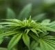 Himachal starts cultivation of industrial hemp