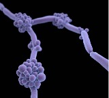 Indian study shows drug-resistant fungus turning more deadly, spreading globally