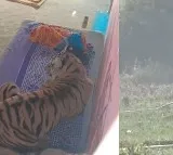 Tiger Enters House After Attacking Youth in Bandhavgarh