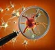 Candida Auris Deadly Drug Resistant Fungus More Fatal Than Before