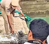Kapaleswara Swamy Shivalingam Destroyed in Draksharamam Temple