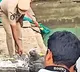 Kapaleswara Swamy Shivalingam Destroyed in Draksharamam Temple