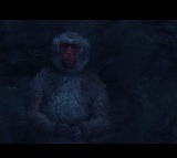 Woman Dies After Falling While Trying to Ward Off Monkeys in Karimnagar