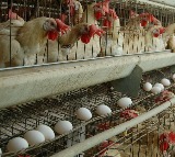 TN steps up vigil along Kerala border amid rising bird flu cases