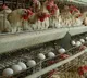 TN steps up vigil along Kerala border amid rising bird flu cases
