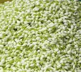 Tamil Nadu Flower Prices Soar Jasmine Reaches Rs 3000 Per KG